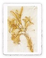 Stampa d''arte di Leonardo da Vinci - Lilium, Magnifica -  cm 50x70