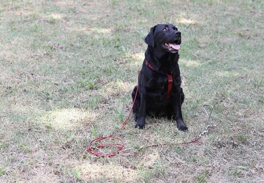 Guinzaglio a Picchetto Da Prato Per Cane Con Cavo in Acciaio e PVC 3Mt