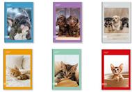 Quaderno A5 standard 96/100 Colour Code Animal Snapshot, 5 M - Quadretti grandi 5 mm 15 x 21 cm