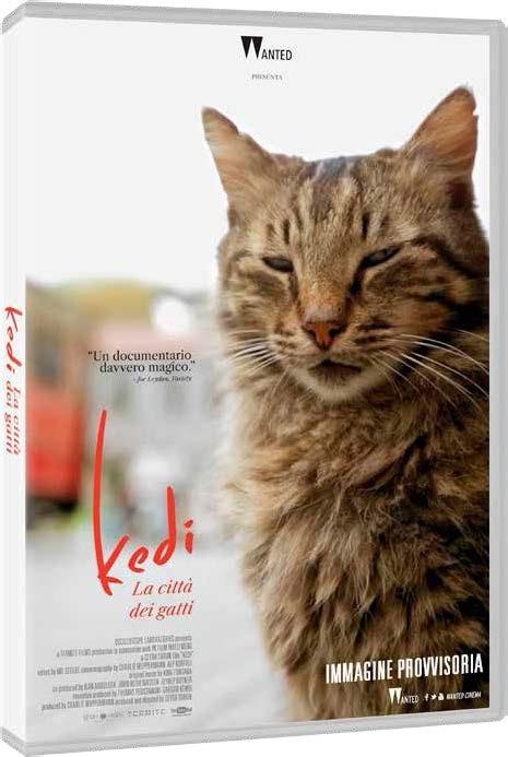 Kedi. La città dei gatti (DVD) - DVD - Film di Ceyda Torun Documentario |  IBS