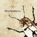 Splendidula