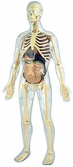 Modellino Anatomia Umana