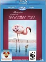 Il mistero dei fenicotteri rosa