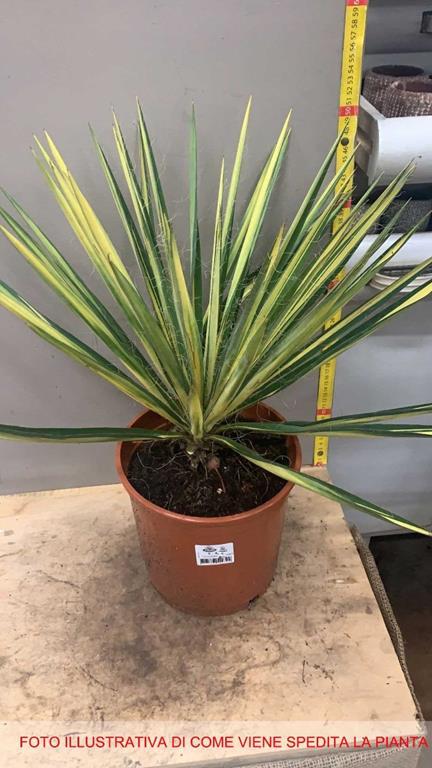 1 Pianta Di Yucca Filamentosa Color Guard Vaso 20cm Pianta Da Appartamento  - Peragashop - Casa e Cucina | IBS