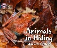 Animals in Hiding: Band 04/Blue - Charlotte Guillain - cover