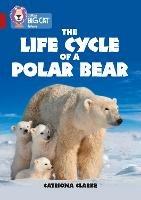 The Life Cycle of a Polar Bear: Band 14/Ruby