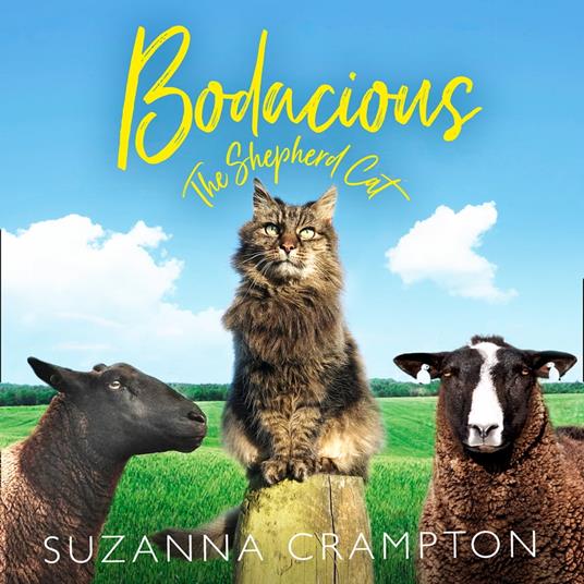 Bodacious: The Shepherd Cat