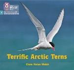 Terrific Arctic Terns: Phase 3 Set 2