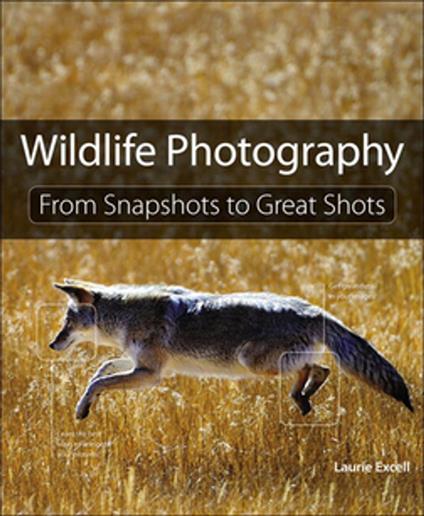 Wildlife Photography: From Snapshots to Great Shots