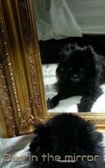 Dog in the Mirror Pomeranian: Dog In the mirrior Pomeranian