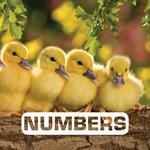 Numbers