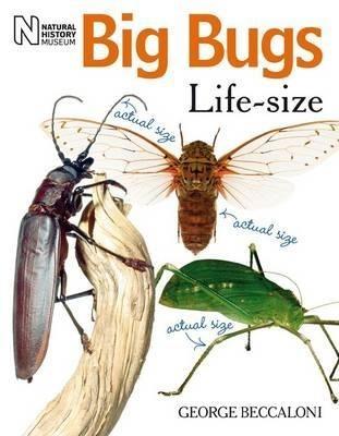 Big Bugs Life-Size - George Beccaloni - cover