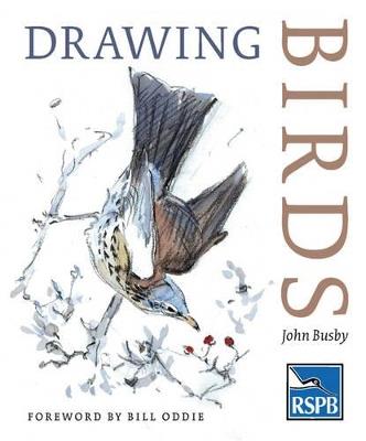 Drawing Birds - John Busby - cover