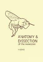 Anatomy & Dissection of the Honeybee