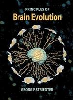 Brain Evolution