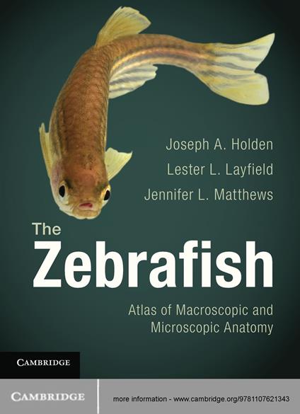 The Zebrafish