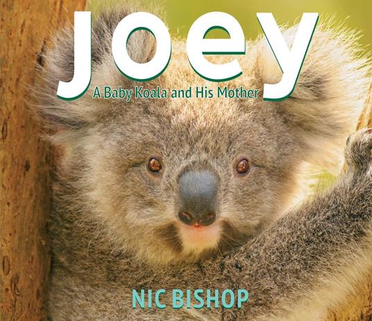 Joey: A Baby Koala and His Mother - Nic Bishop - ebook