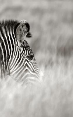 Alive! zebra stripes - Black and white - Photo Art Notebooks (5 x 8 series) - Eva-Lotta Jansson - cover