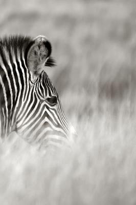 Alive! zebra stripes - Black and white - Photo Art Notebooks (6 x 9 series) - Eva-Lotta Jansson - cover