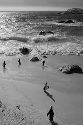 Alive! little penguin friends - black and white - Photo Art Notebooks (6 x 9 series): by Photographer Eva-Lotta Jansson - Eva-Lotta Jansson - cover