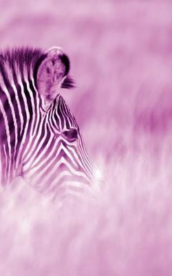 Alive! zebra stripes - Magenta duotone - Photo Art Notebooks (5 x 8 series): by Photographer Eva-Lotta Jansson - Eva-Lotta Jansson - cover