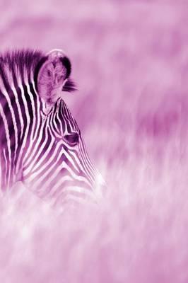 Alive! zebra stripes - Magenta duotone - Photo Art Notebooks (6 x 9 series): by Photographer Eva-Lotta Jansson - Eva-Lotta Jansson - cover