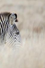 Alive! zebra stripes - Natural - Photo Art Notebooks (6 x 9 series): by Photographer Eva-Lotta Jansson