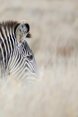 Alive! zebra stripes - Natural - Photo Art Notebooks (6 x 9 series): by Photographer Eva-Lotta Jansson - Eva-Lotta Jansson - cover