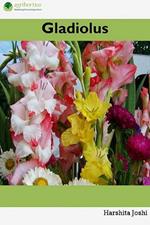 Gladiolus