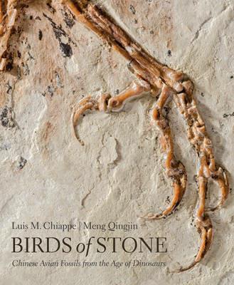 Birds of Stone: Chinese Avian Fossils from the Age of Dinosaurs - Luis M. Chiappe,Meng Qingjin - cover