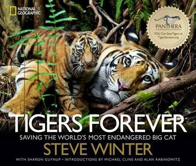 Tigers Forever: Saving the World's Most Endangered Big Cat - Steve Winter,Sharon Guynup - cover