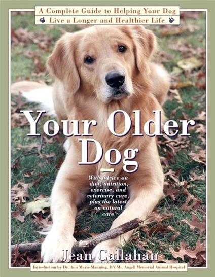 Your Older Dog