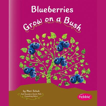 Blueberries Grow on a Bush