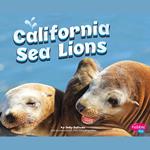 California Sea Lions