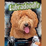 Labradoodle