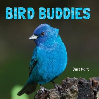 Bird Buddies - cover