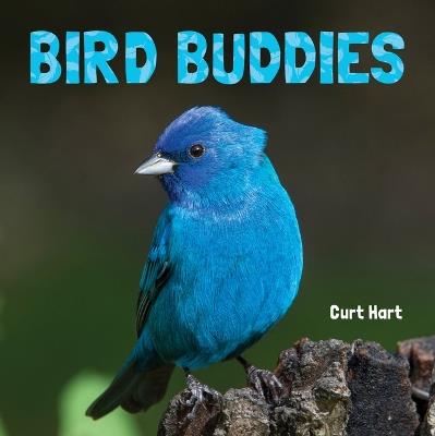 Bird Buddies - cover