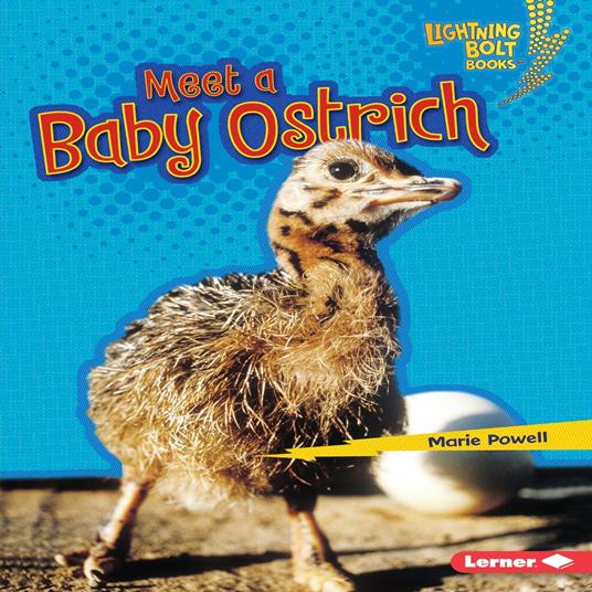 Meet a Baby Ostrich