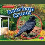 American Crows