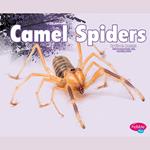 Camel Spiders