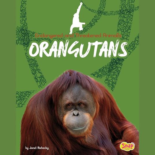 Orangutans