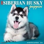 Just Siberian Husky Puppies 2021 Wall Calendar (Dog Breed Calendar)