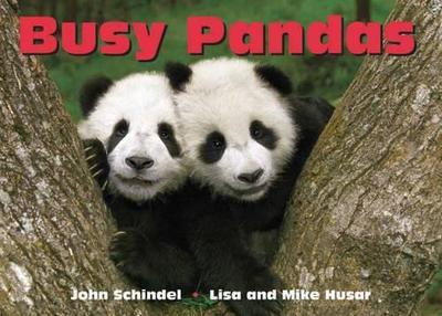 Busy Pandas - John Schindel - cover