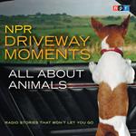 NPR Driveway Moments All About Animals