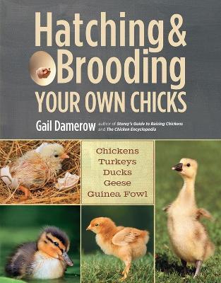 Hatching & Brooding Your Own Chicks: Chickens, Turkeys, Ducks, Geese, Guinea Fowl - Gail Damerow - cover