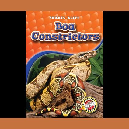 Boa Constrictors