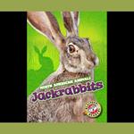 Jackrabbits