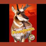 Pronghorn