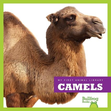 Camels