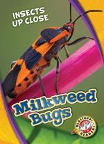 Milkweed Bugs